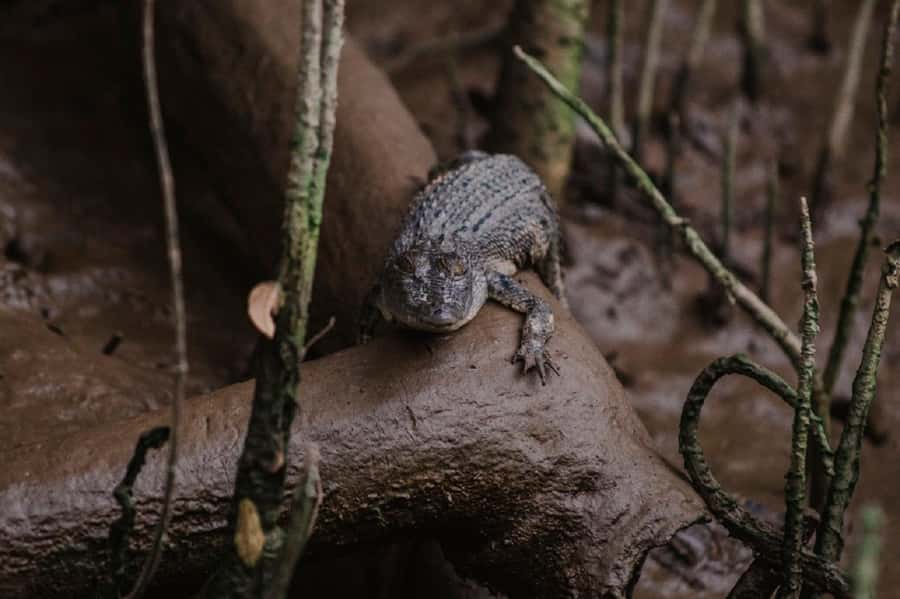 Daintree: Guided Daintree River Wildlife Cruise - Should you book the Daintree River wildlife cruise?