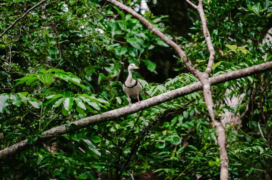 Daintree: Guided Daintree River Wildlife Cruise - One hour among mangroves and tidal water
