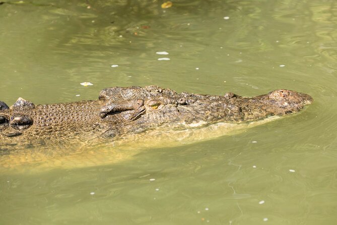 Daintree Rainforest and Cape Tribulation Full Day Tour - Walking inside Daintree National Park