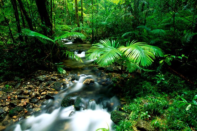 Daintree Rainforest, Mossman Gorge Small-Group from Port Douglas - Cape Tribulation Beach, where forest meets sea