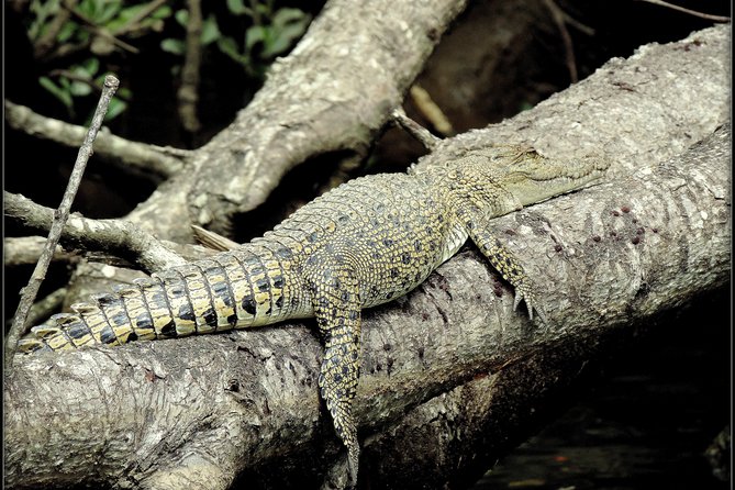 Daintree Rainforest, Mossman Gorge Small-Group from Port Douglas - Noah Valley and a quieter private rainforest walk
