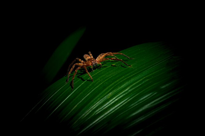 Daintree Rainforest Night Walk in Cape Tribulation - Key points to know before you book