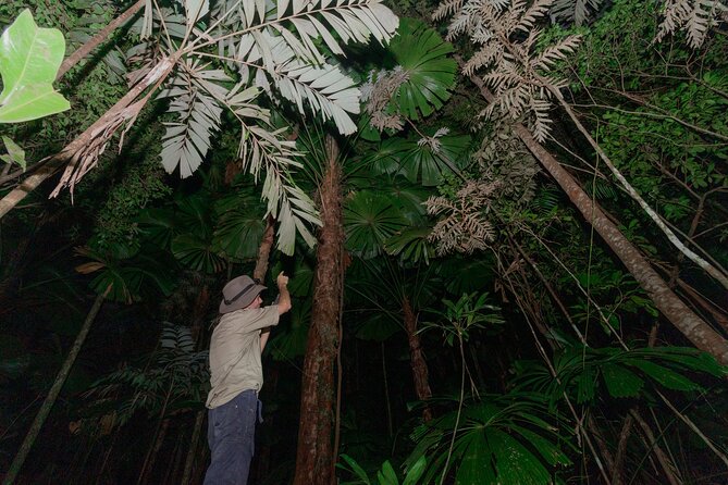 Daintree Rainforest Night Walk in Cape Tribulation - Why the Daintree is better after dark