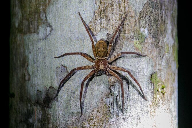 Daintree Rainforest Night Walk in Cape Tribulation - What the 90-minute walk is really like