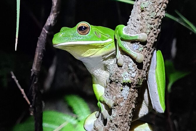Daintree Rainforest Night Walk in Cape Tribulation - The small creatures are the main event