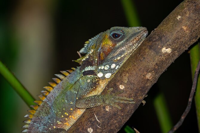 Daintree Rainforest Night Walk in Cape Tribulation - Guide quality makes the biggest difference