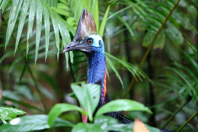 Daintree Rainforest Night Walk in Cape Tribulation - Who will enjoy this walk most