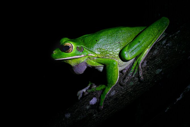 Daintree Rainforest Night Walk in Cape Tribulation - Starting at Ferntree Rainforest Lodge
