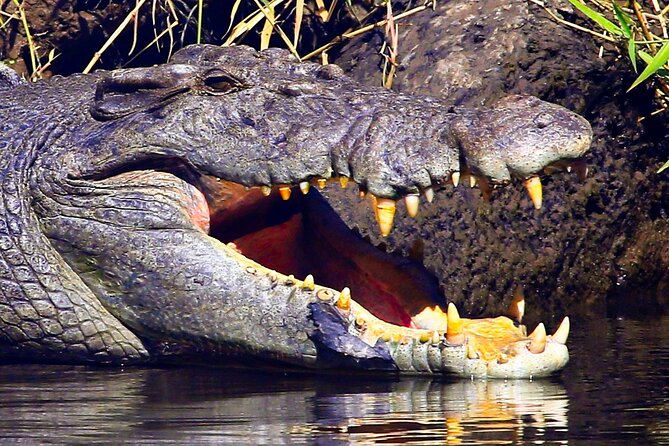Daintree River Cruise - Crocodile sightings depend on conditions