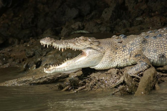 Daintree River Cruise - Comfort, group size, and timing