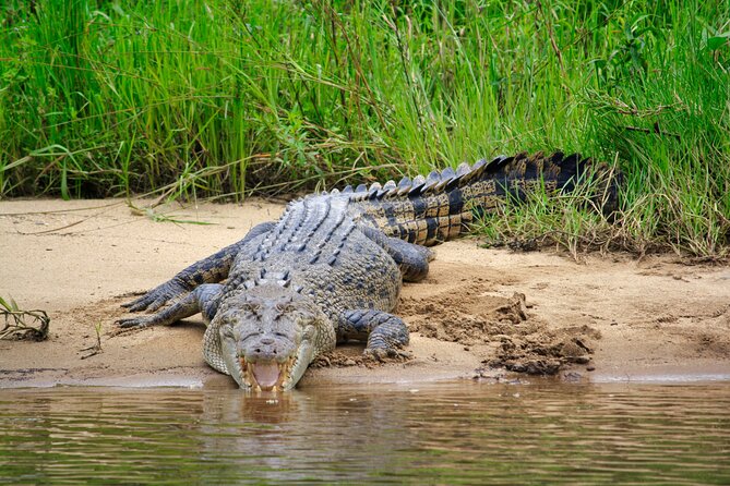 Daintree River Cruise - Who will enjoy this cruise most?