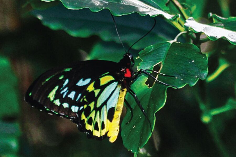 Daintree: River Rainforest Crocodile & Wildlife Cruise (DV) - Who will enjoy this experience most