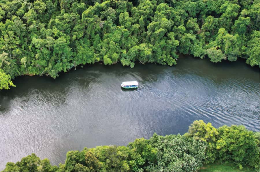 Daintree: River Rainforest Crocodile & Wildlife Cruise (DV) - The guides are the heart of the trip