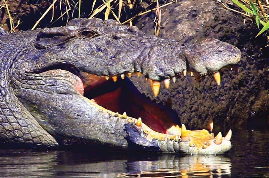 Daintree: River Rainforest Crocodile & Wildlife Cruise (DV) - What the two-route pass adds