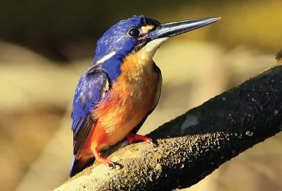 Daintree: River Rainforest Crocodile & Wildlife Cruise (DV) - Checking in at 5 Stewart Street