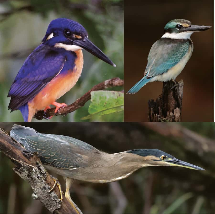 Daintree River Rainforest: Crocodile & Wildlife Cruises (DG) - Starting at the Lower Daintree kiosk