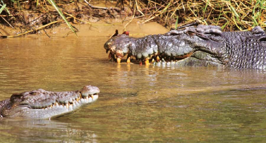 Daintree River Rainforest: Crocodile & Wildlife Cruises (DG) - Practical details, cancellation, and language