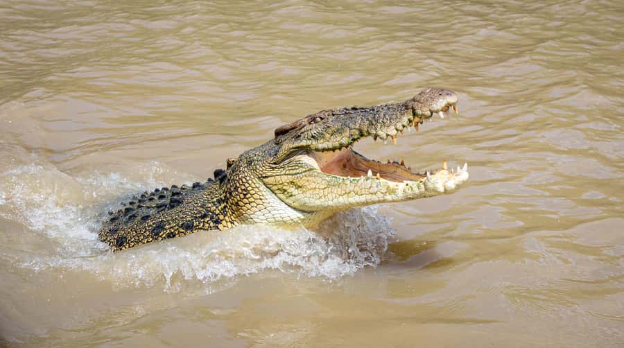 Darwin: Adelaide River Cruises, Jumping Crocodile Experience - Key things to know before you go