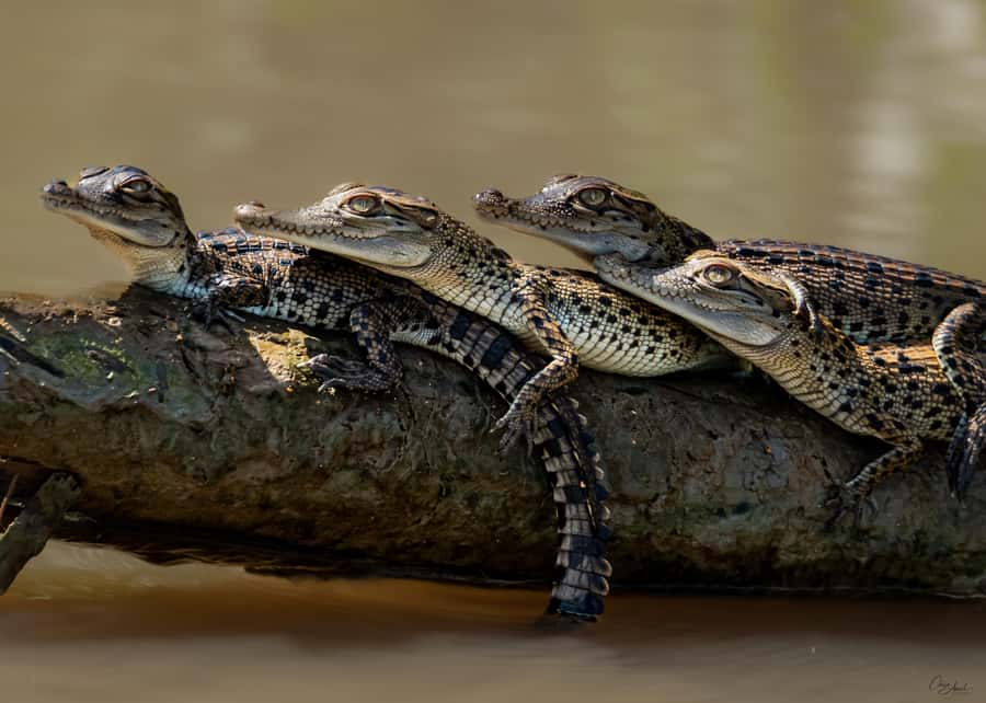 Darwin: Adelaide River Cruises, Jumping Crocodile Experience - Why the Adelaide River crocodile cruise gets your attention