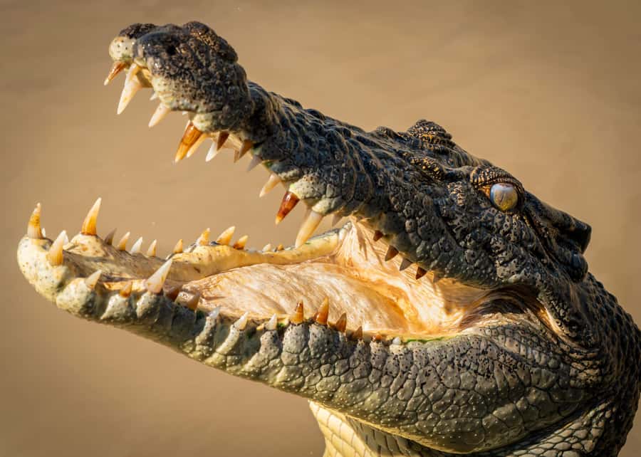 Darwin: Adelaide River Cruises, Jumping Crocodile Experience - What happens during the one-hour boat trip