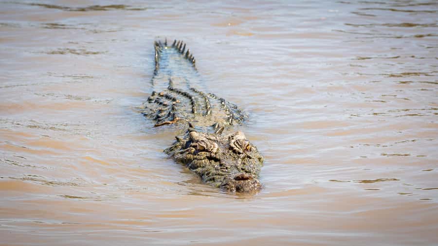 Darwin: Adelaide River Cruises, Jumping Crocodile Experience - Meeting Brutus, Dominator, and the other crocodiles