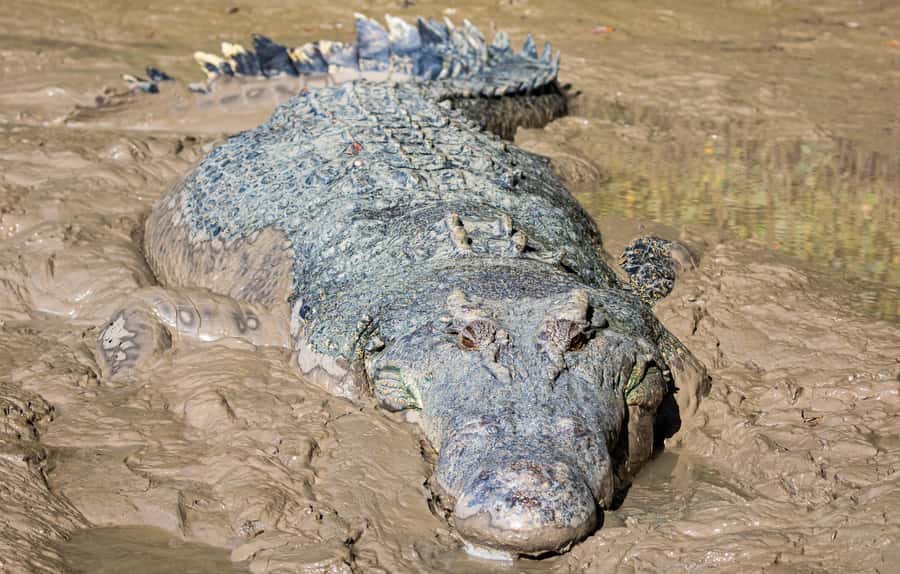 Darwin: Adelaide River Cruises, Jumping Crocodile Experience - Is $38 good value for one hour?