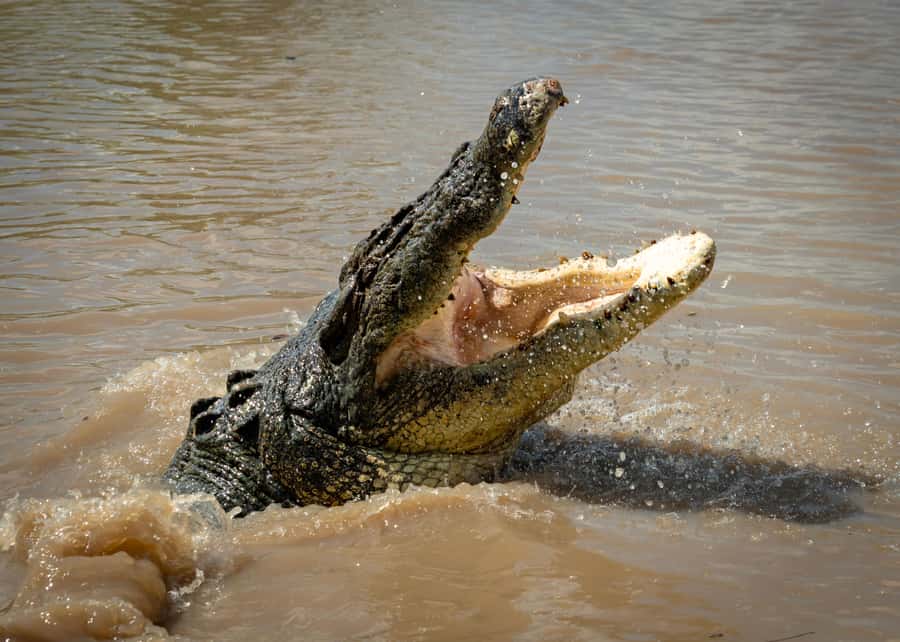 Darwin: Adelaide River Cruises, Jumping Crocodile Experience - From Anzac Parade to the river dock