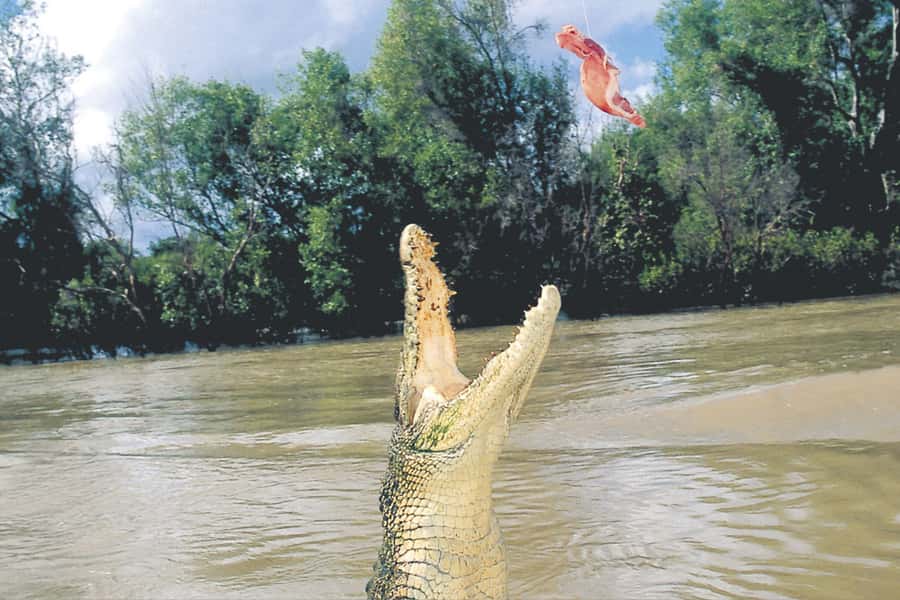 Darwin: Adelaide River Half-Day Jumping Crocs Cruise - The Adelaide River delivers the big moment
