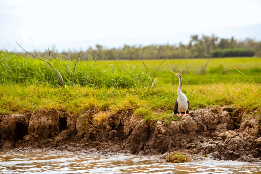 Darwin: Adelaide River Half-Day Jumping Crocs Cruise - Who should book this Adelaide River tour?