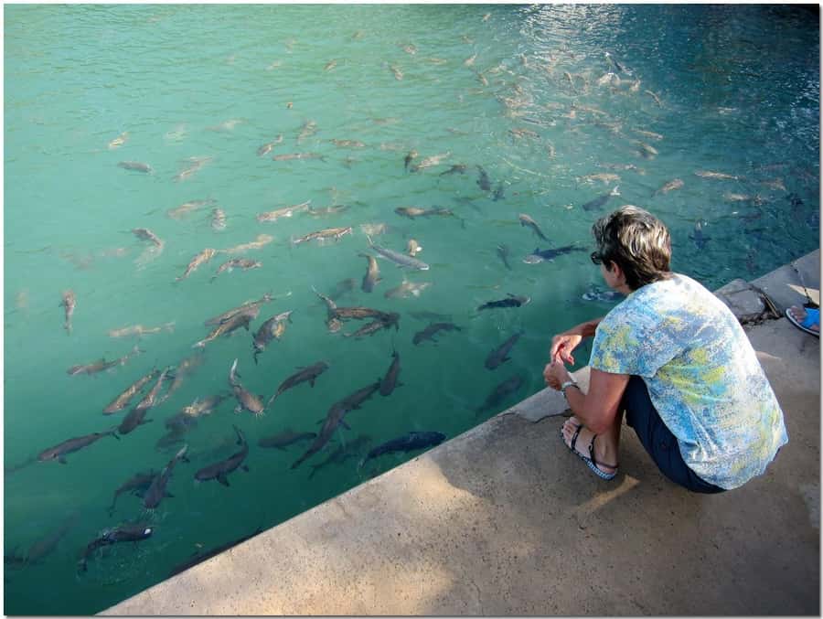 Darwin: Aquascene Fish Feeding Experience - Why Darwin’s Doctors Gully feels different