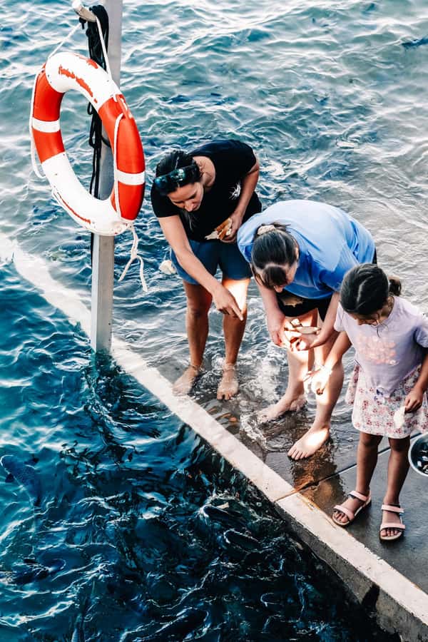 Darwin: Aquascene Fish Feeding Experience - Feeding from the platform or water