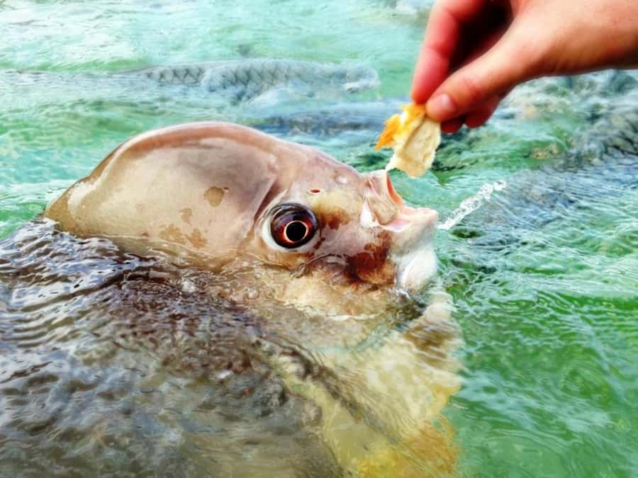 Darwin: Aquascene Fish Feeding Experience - Making the most of the three-hour visit