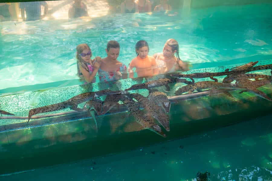 Darwin: Crocosaurus Cove Entry & Hop-on-Hop-Off Bus Tour - Crocodiles first, city sights second