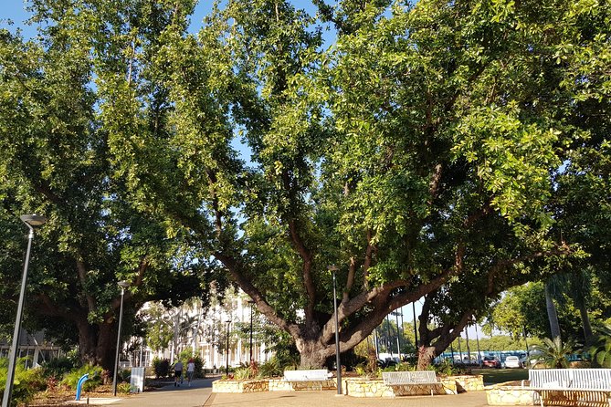 Darwin Heritage Walk - Why Darwin’s center rewards a guided walk