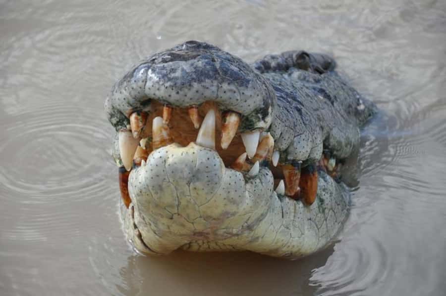 Darwin: Jumping Crocodile Adventure Cruise with Lunch - Key points at a glance