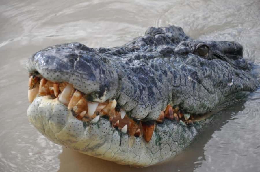 Darwin: Jumping Crocodile Adventure Cruise with Lunch - Lunch at Humpty Doo Pub