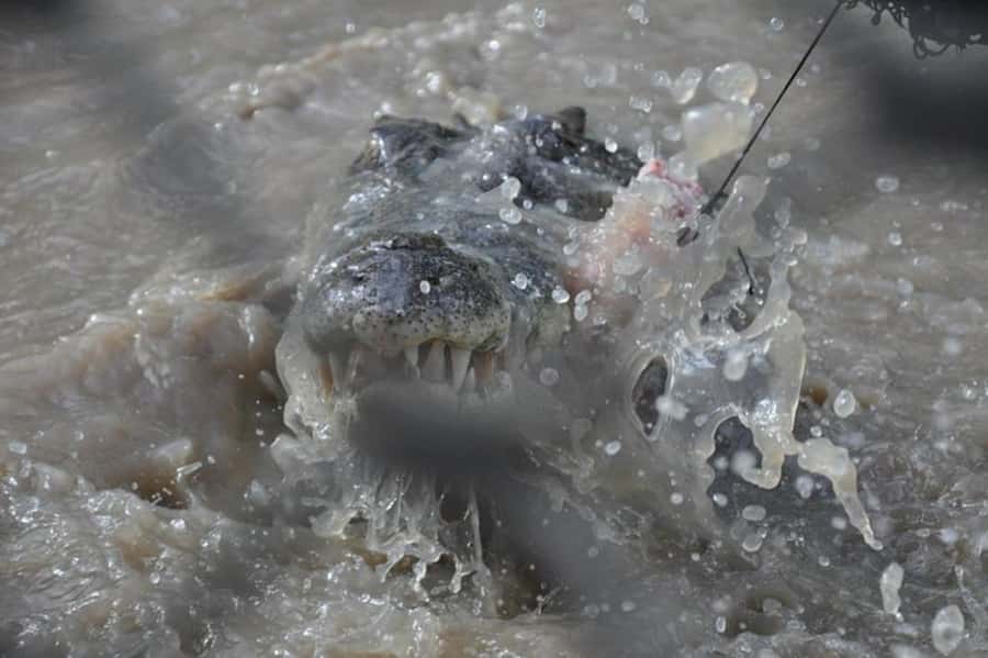 Darwin: Jumping Crocodile Adventure Cruise with Lunch - Who will enjoy this tour most