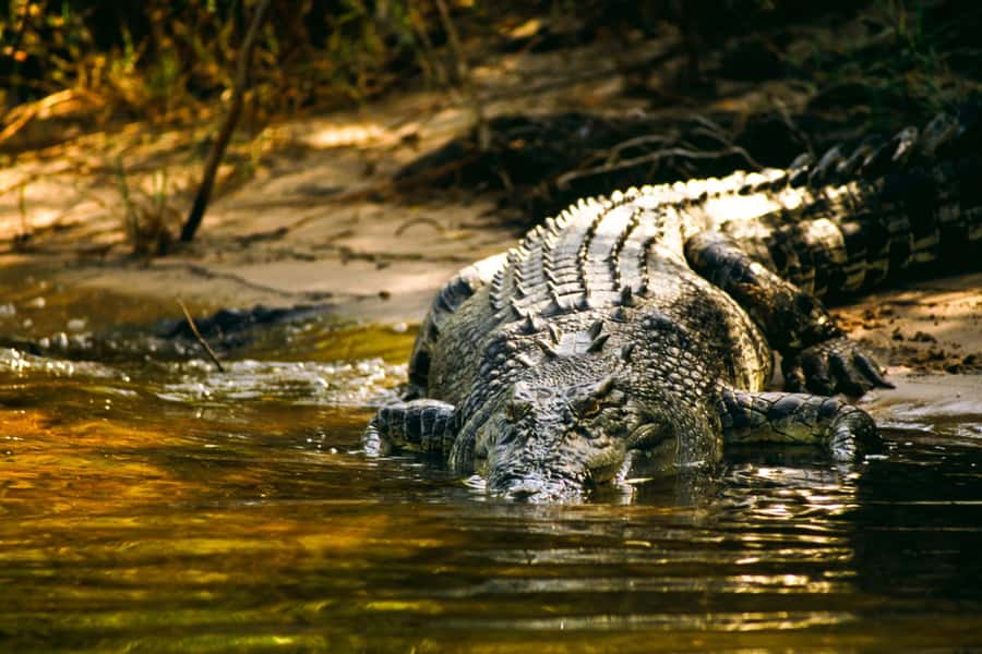 Darwin: Jumping Crocodile Cruise - Key points to know before you book