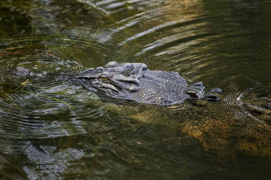 Darwin: Jumping Crocodile Cruise - Birds, reptiles, and the wider river setting