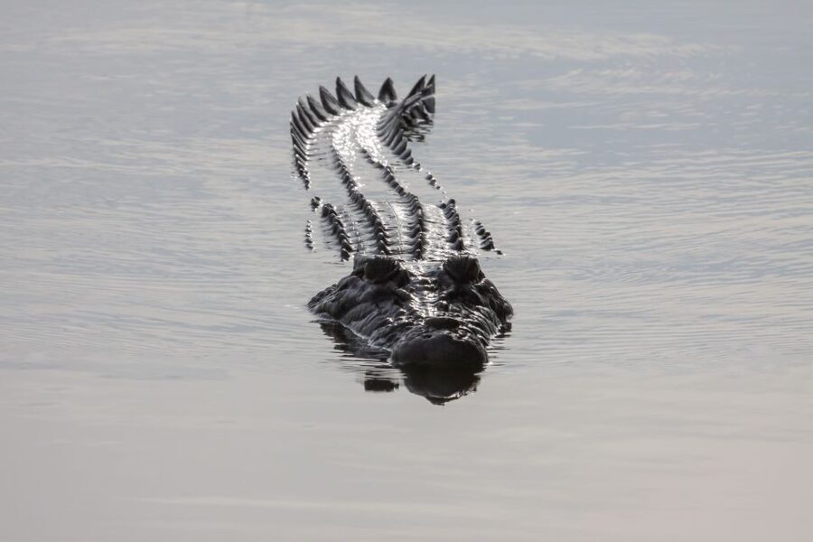 Darwin: Kakadu National Park Day Trip - Yellow Water Billabong by boat