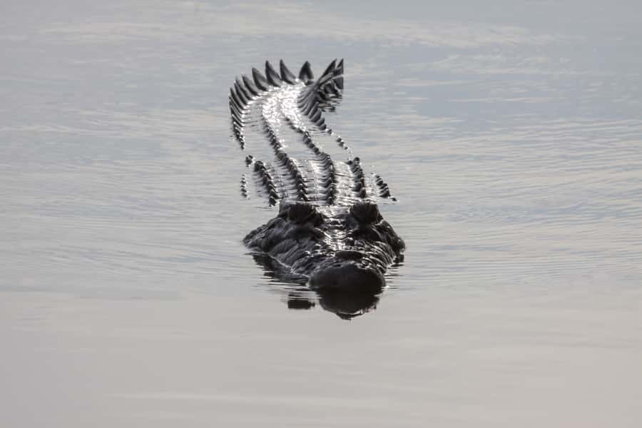 Darwin: Kakadu National Park Day Trip - The 45-minute flight back to Darwin