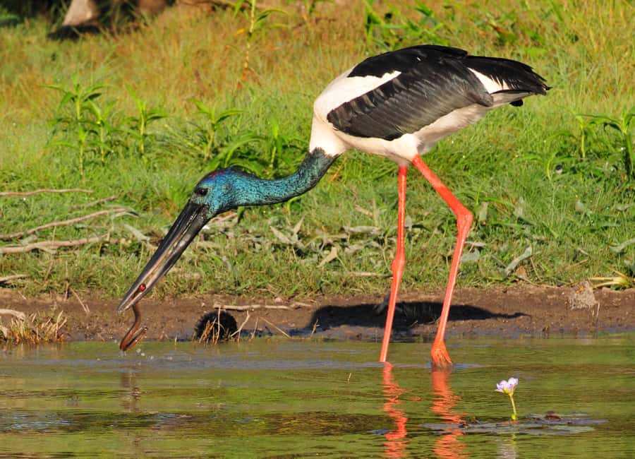 Darwin: Mary River Wetlands Wildlife Cruise with Lunch - Should you book the Mary River Wetlands cruise?