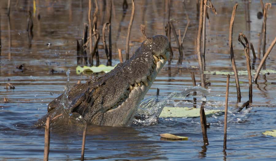 Darwin: Mary River Wetlands Wildlife Cruise with Lunch - Fogg Dam, a short stop with a surprising backstory