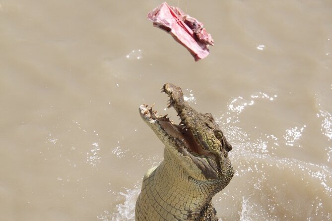 Darwin: Pathfinder Original Jumping Crocodile Cruise - The close view, without leaving the boat