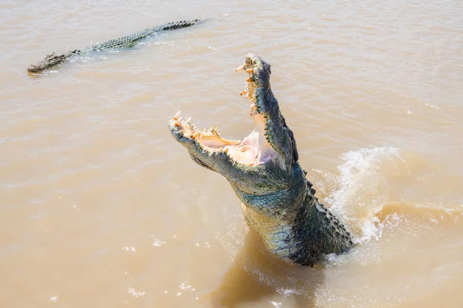 Darwin: Spectacular Jumping Crocodile Adelaide River Cruise - Key points at a glance