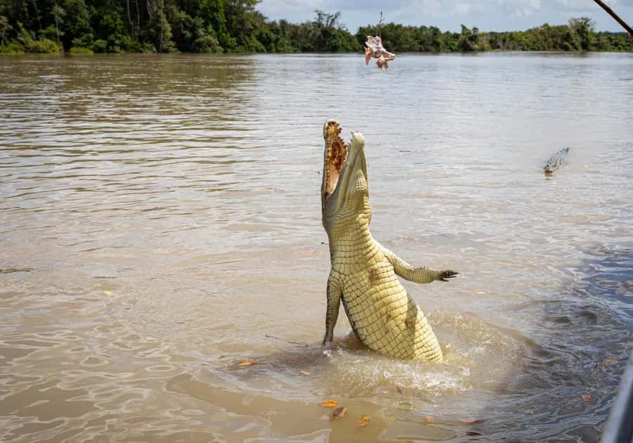 Darwin: The Croc Bus to the Famous Jumping Crocodile Cruise - Who will enjoy this tour most
