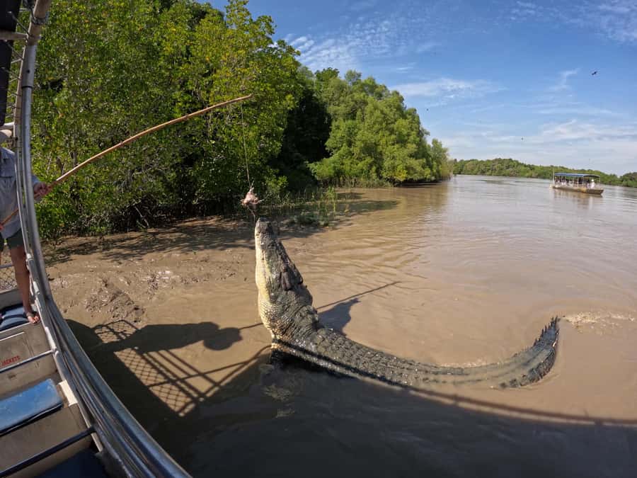 Darwin: The Croc Bus to the Famous Jumping Crocodile Cruise - A bus ride with local stories, jokes and useful context