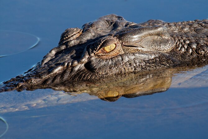 Darwin to Kakadu Day Trip by Air Including Yellow Water Cruise - Yellow Water, where the wildlife comes close