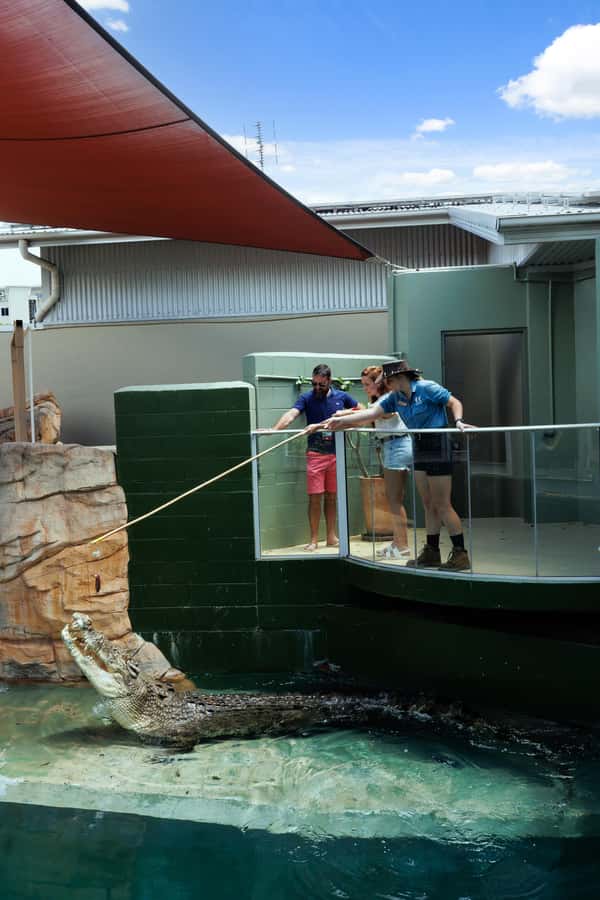 Darwin: VIP Crocosaurus Cove Experience - Feeding the feisty juvenile crocodiles