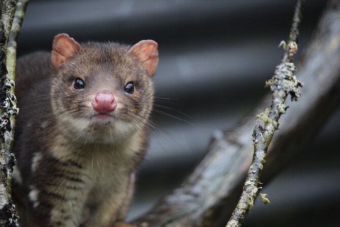 Day Keeper Tour - Tasmanian devils, quolls, and the conservation message